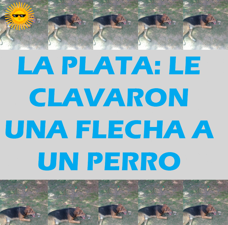 LE DISPARARON UNA FLECHA A UN&nbsp;PERRO