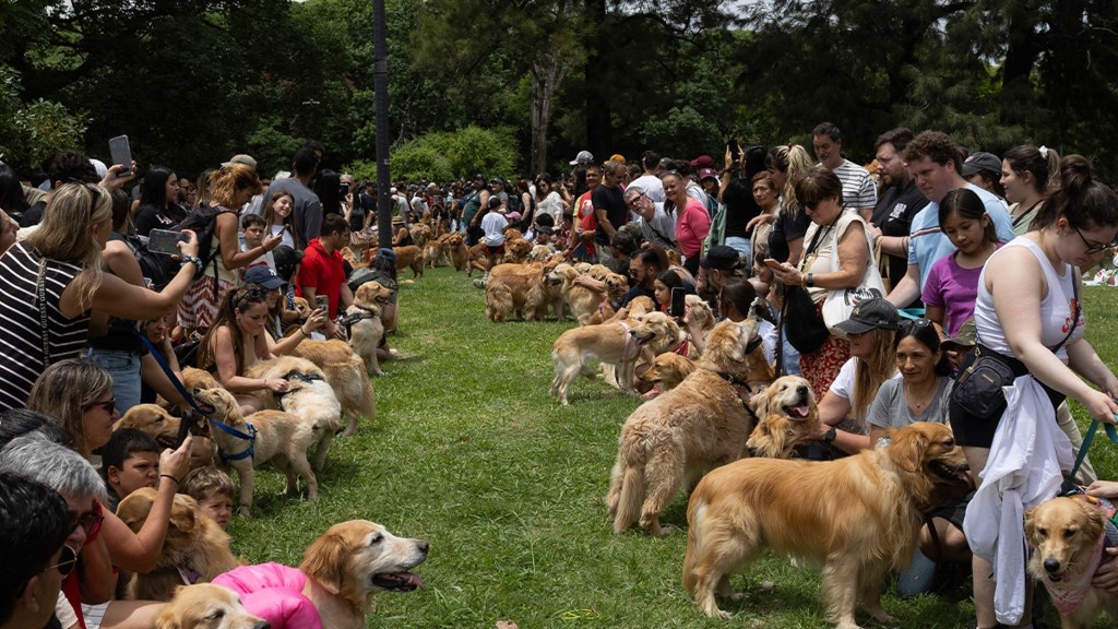 Los Golden Retriever coparon Palermo y rompieron un nuevo&nbsp;récord