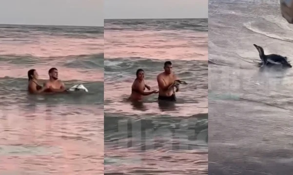 Monte Hermoso: turistas sacaron a un pingüino del mar para una&nbsp;foto