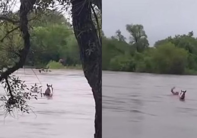 Tucumán: se metió al río desbordado para rescatar a su caballo